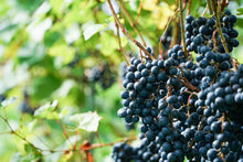 將圖片載入圖庫檢視器 750ML 雪川釀造 Snow River <br>Niagara Secco 2023