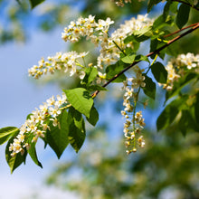 將圖片載入圖庫檢視器 HET・KI・NEN ヘトキネン擴香瓶《momma 500ml》