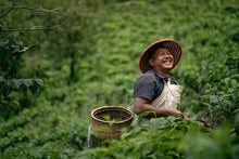 將圖片載入圖庫檢視器 VOLCANO OOLONG<br>CHALU SPARKLING TEA 750ML<br>茶路火山烏龍氣泡茶