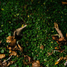 將圖片載入圖庫檢視器 ODAI - REED DIFFUSER SET烏樟樹枝