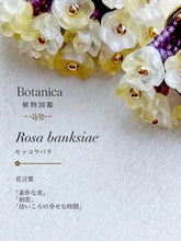 將圖片載入圖庫檢視器 and.cou- ears/ Botanica 植物圖鑑 木香薔薇 モッコウバラ
