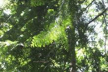 將圖片載入圖庫檢視器 ODAI - 大台町森林檜木精油5ml

